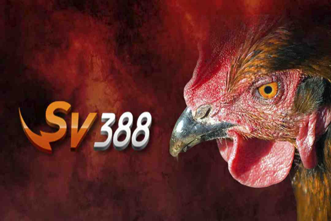 Sv388 đá gà trực tiếp được phát sóng 1-1 cùng với các trận chọi gà 